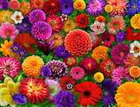 500 Blooming Every Daisy