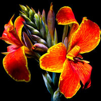 500 Madera Canna Lily