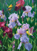 1000 Spring Glory