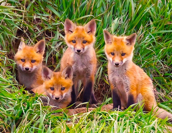 60 Fox Pups Den