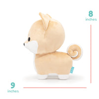 Shibi the Shiba Inu