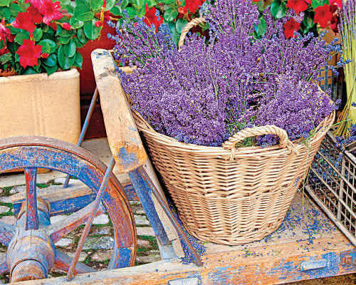1000 Basket of Lavender