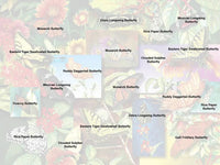 500 Butterfly Garden