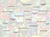 500 Butterfly Garden