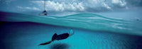 1000 Stingray Panorama