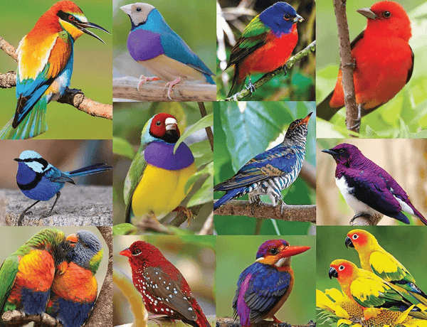 500 Birds of Paradise