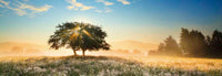 1000 Play of Light Panorama