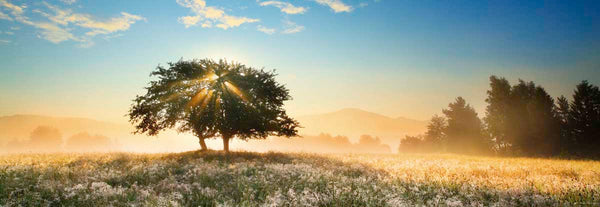 1000 Play of Light Panorama