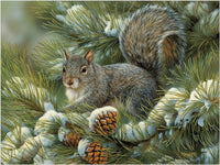 275 Gray Squirrel