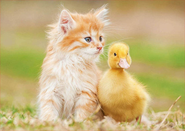 500 Adorable Friends