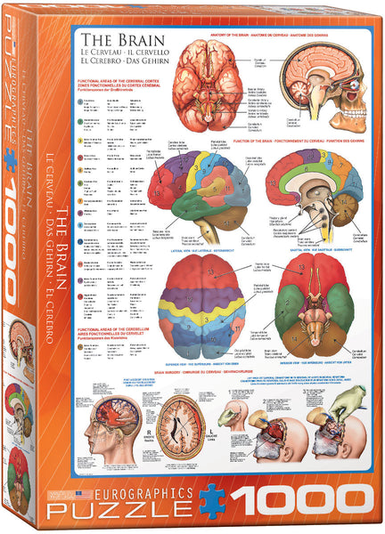 1000 The Brain