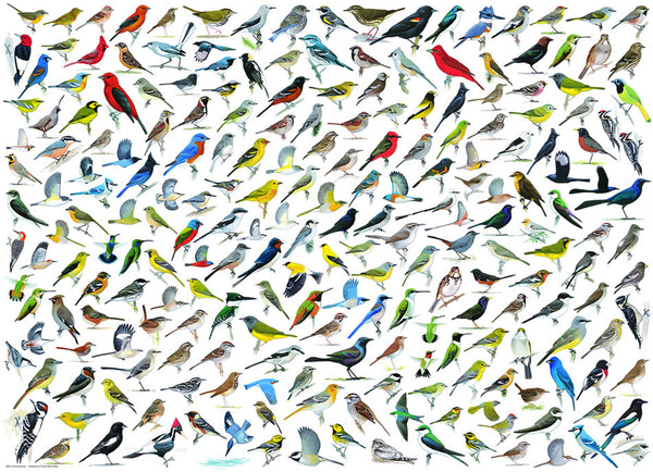 1000 The World of Birds