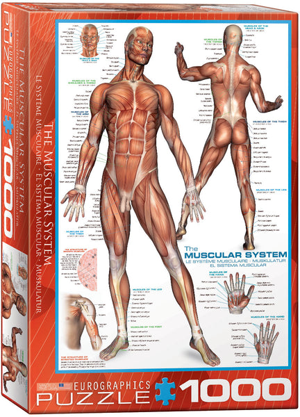 1000 The Muscular System