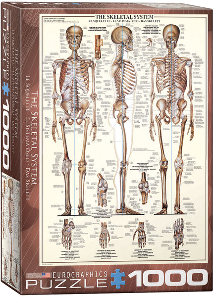 1000 The Skeletal System