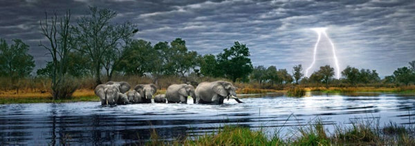 2000 Herd of Elephants Panoramic