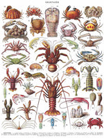 500 Crustaceans