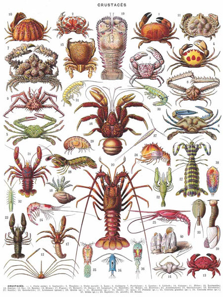 500 Crustaceans