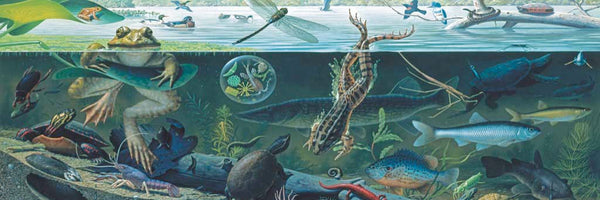 500 Freshwater Ecosystem