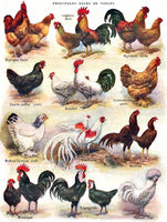 500 Poules -  Poultry