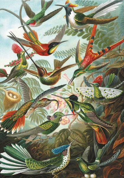 1000 Humming Birds