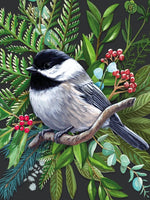 500 Black-capped Chickadee