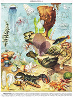 1000 Oceanographie