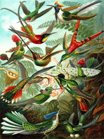 1000 Hummingbirds Vintage Collection