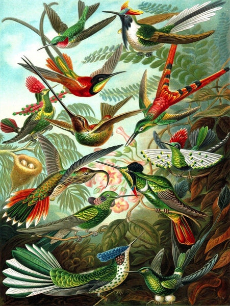 1000 Hummingbirds Vintage Collection
