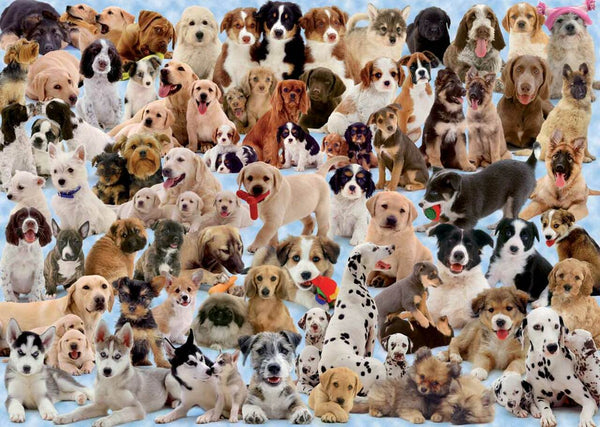 1000 Dogs Galore