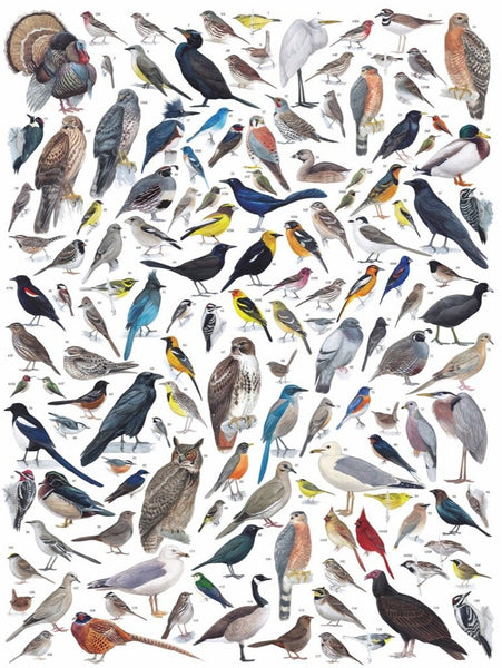 1000 Birds of Western North America