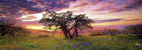 2000 Oak Tree Panorama