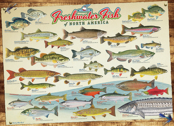 1000 Freshwater Fish of North America