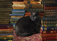 1000 Library Cat