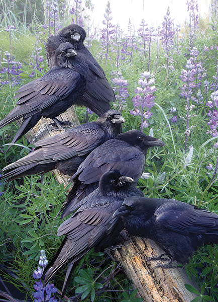 1000 Raven Rendezvous